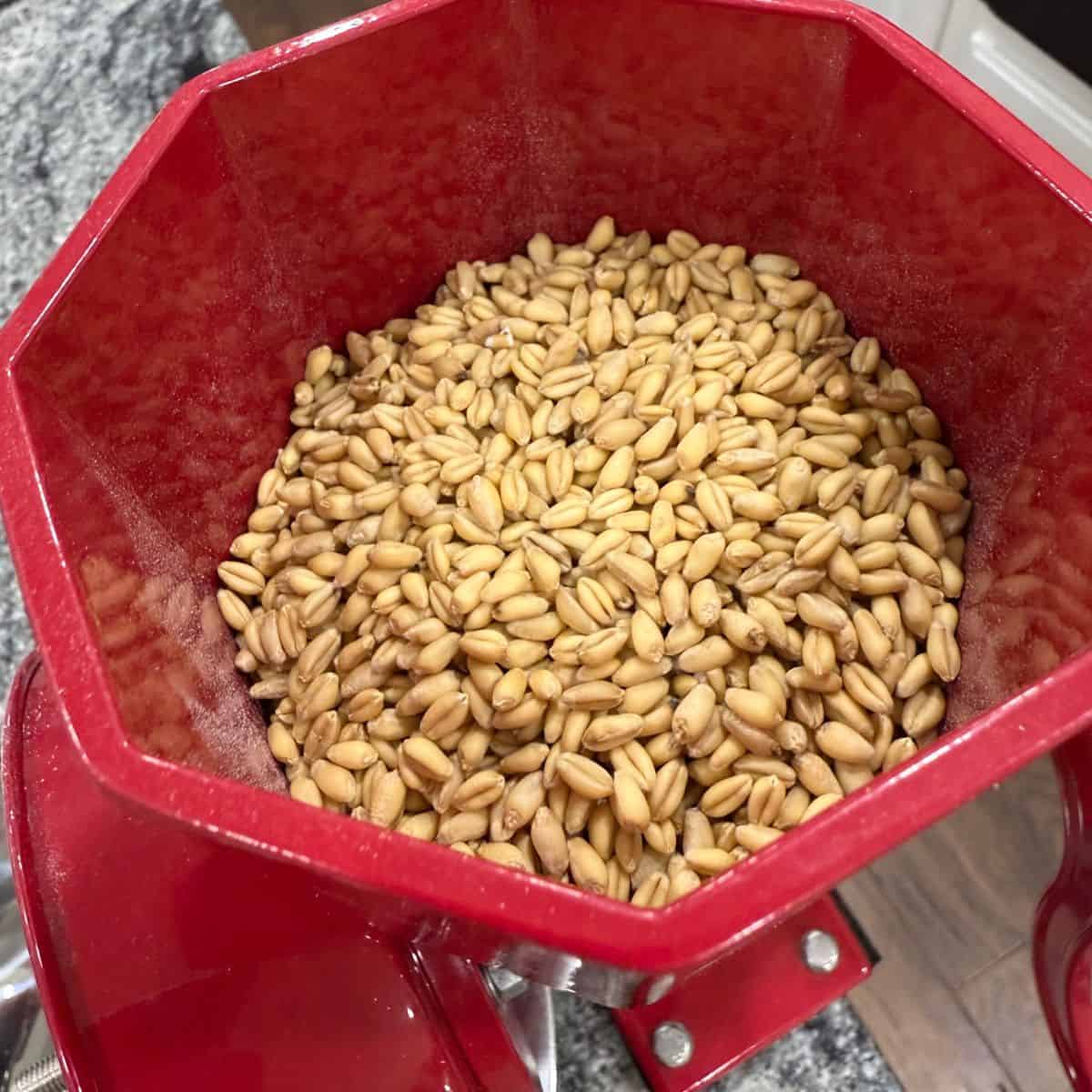 Wondermill Junior Manual Grain Mill with wheat berries